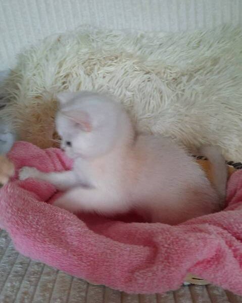British Shorthair kittens