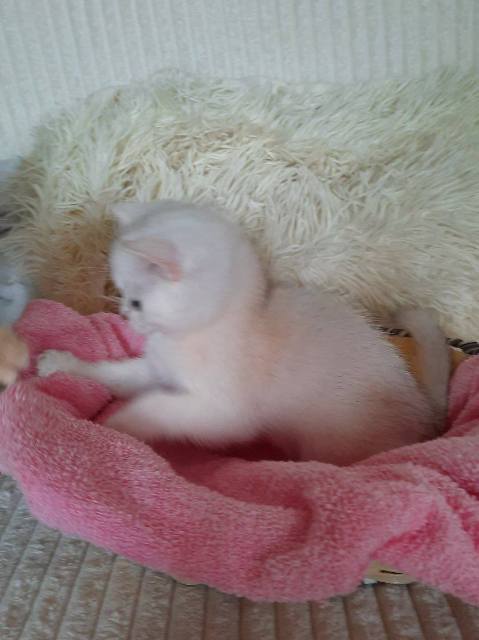 British Shorthair kittens