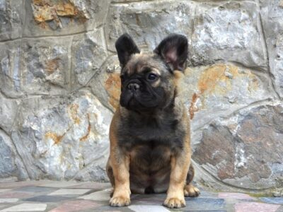 French bulldog fluffy