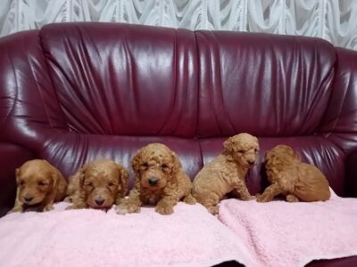 Maltipoo puppies