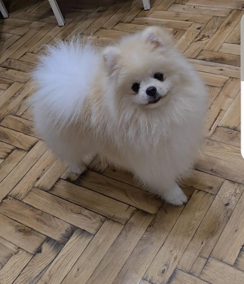 Pomeranian, Beautiful Boo Puppies