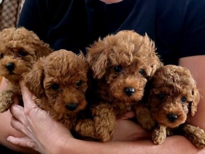 Red toy poodles