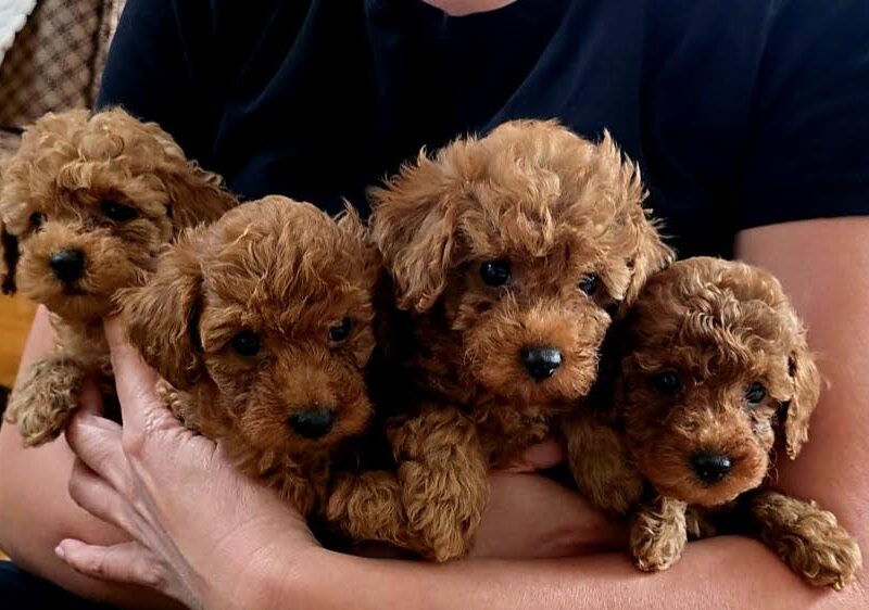 Red toy poodles