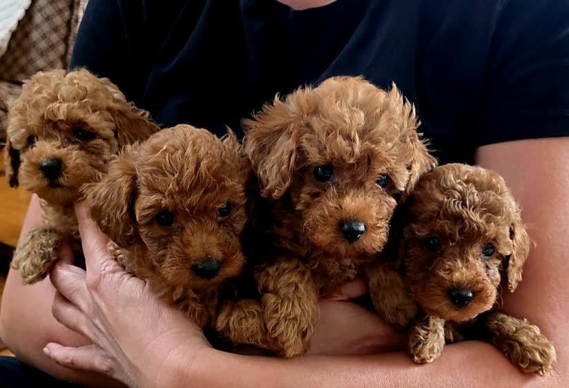 Red toy poodles