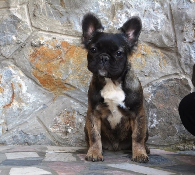 French bulldog fluffy