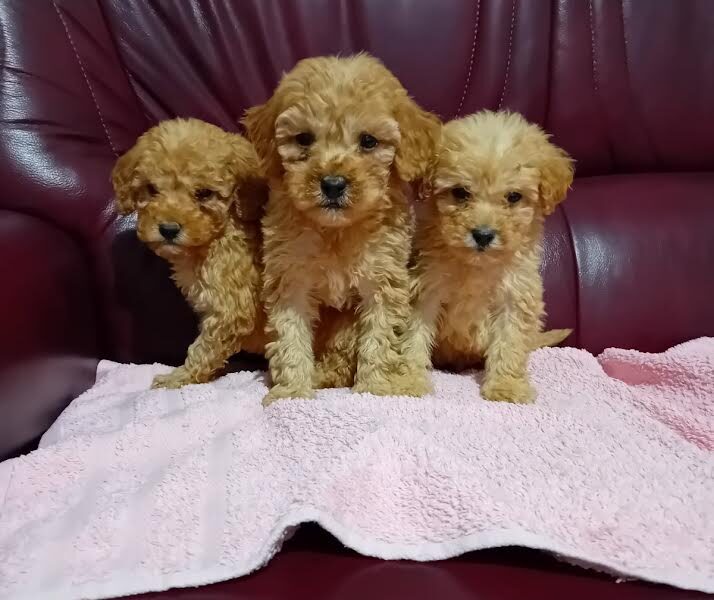 Maltipoo puppies
