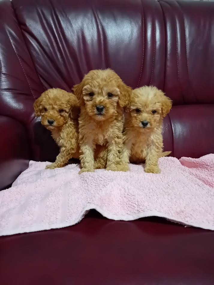 Maltipoo puppies