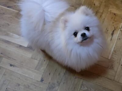 Pomeranian, Beautiful Boo Puppies