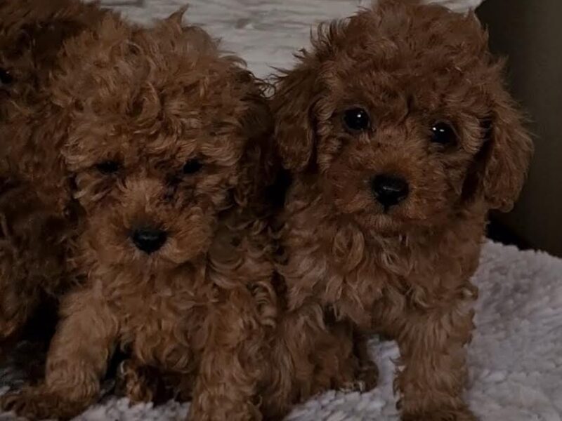 Red toy poodles
