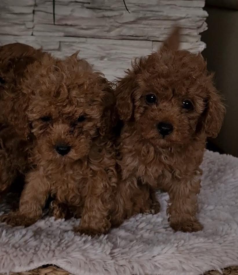 Red toy poodles