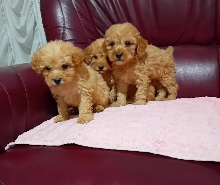 Maltipoo puppies