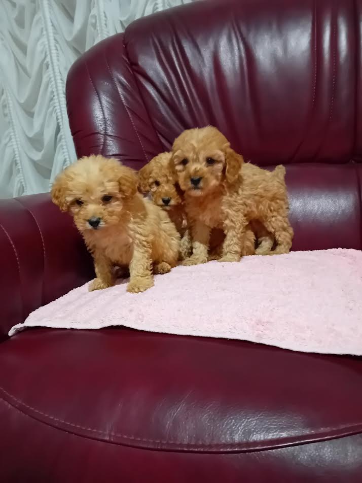 Maltipoo puppies