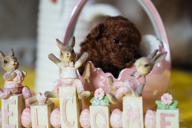 Red dwarf and toy poodles