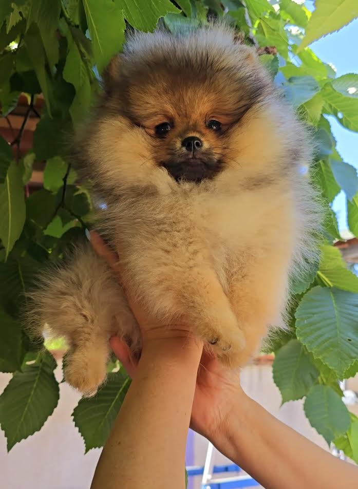 Pomeranian, Beautiful Boo Puppies