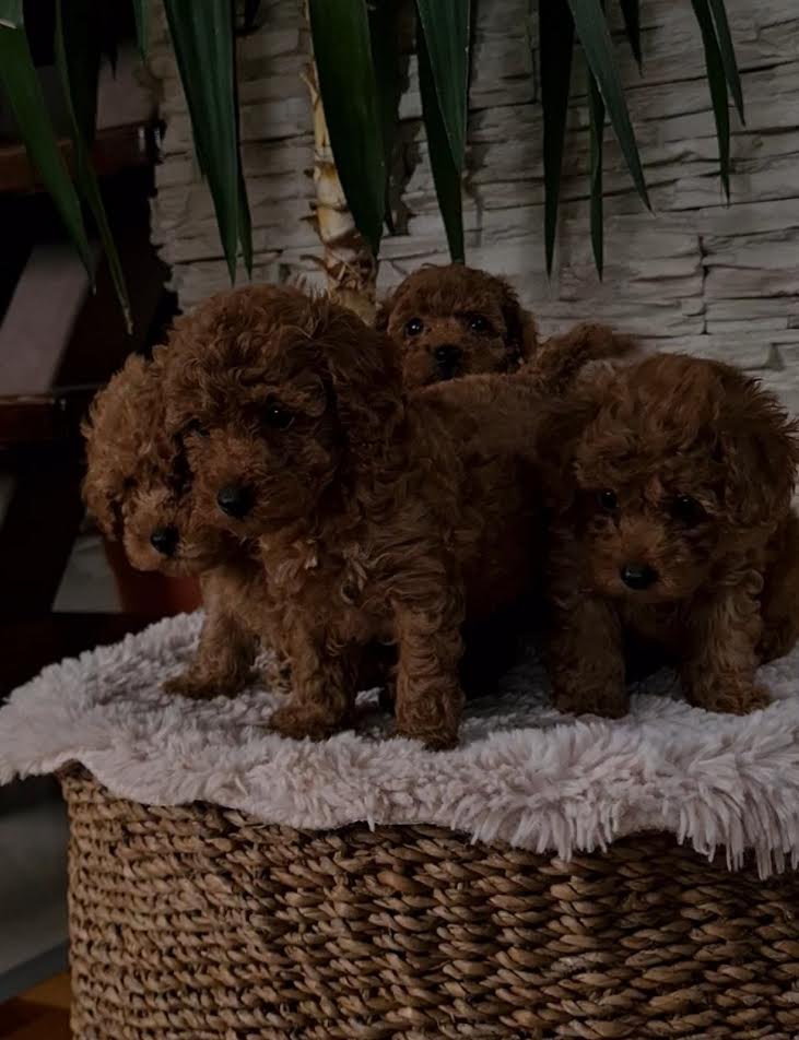 Red toy poodles