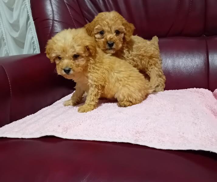 Maltipoo puppies