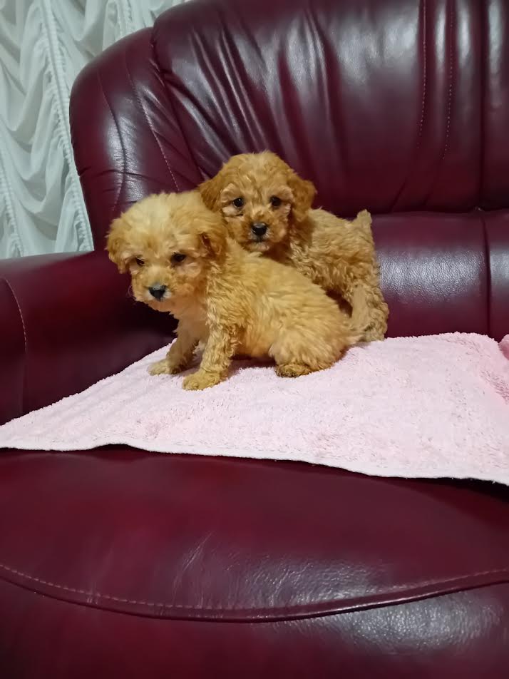 Maltipoo puppies