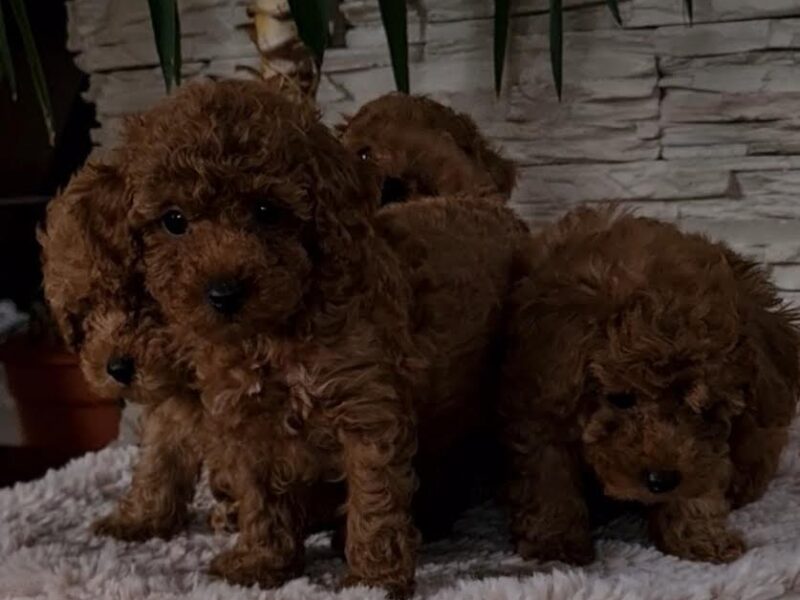Red toy poodles