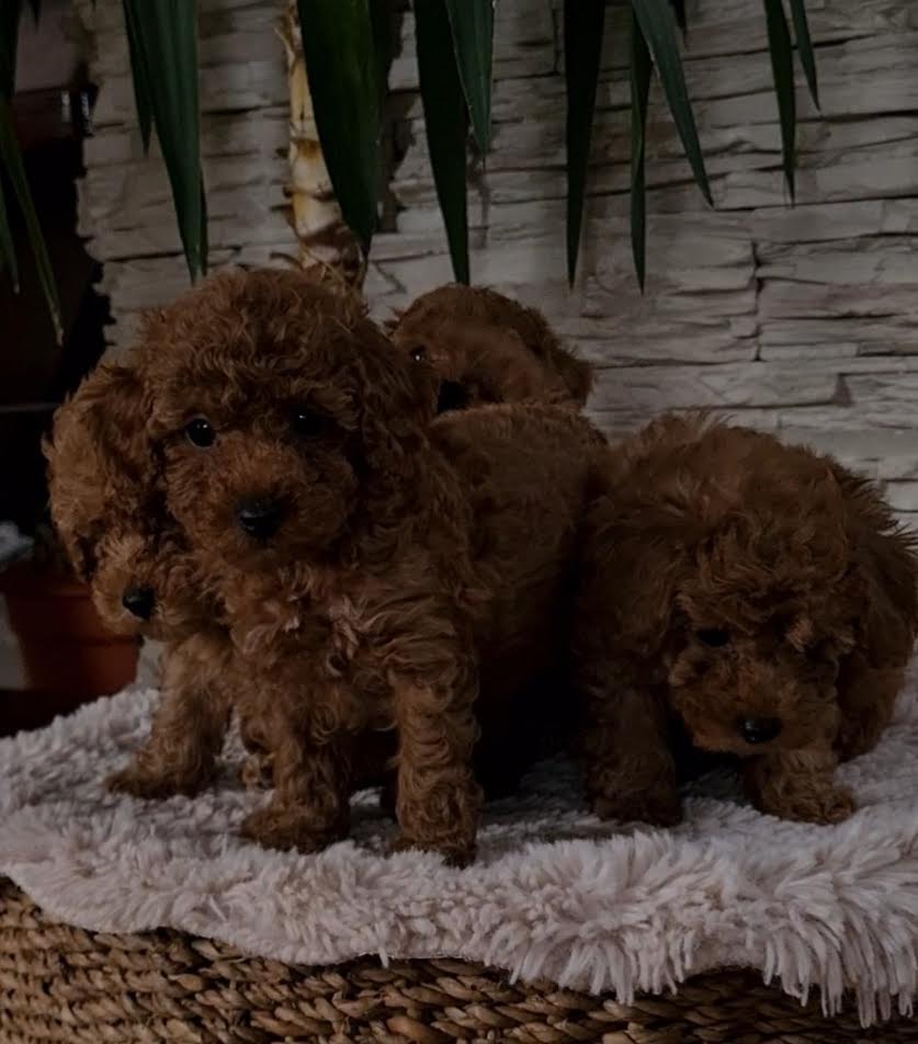 Red toy poodles