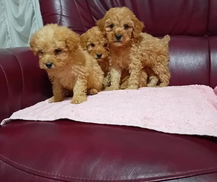 Maltipoo puppies