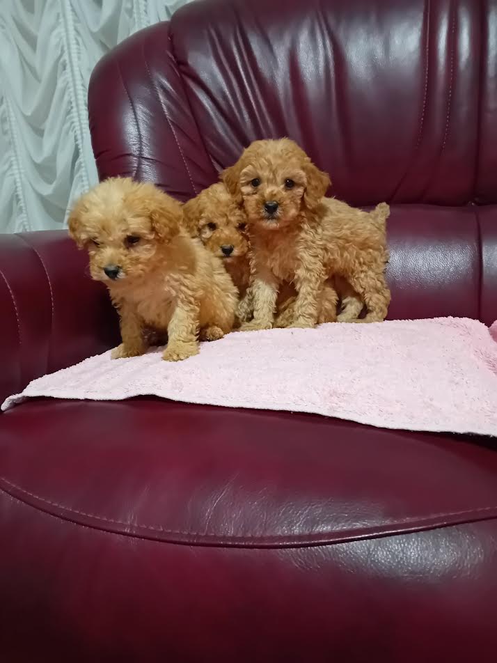 Maltipoo puppies