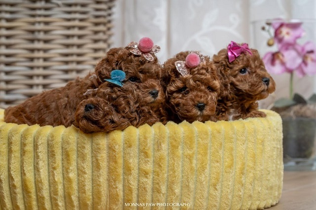 Red dwarf and toy poodles