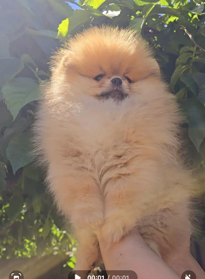 Pomeranian, Beautiful Boo Puppies