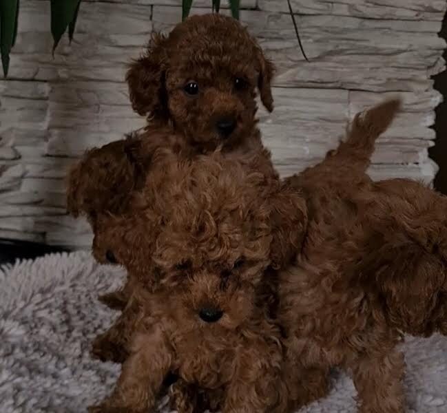Red toy poodles