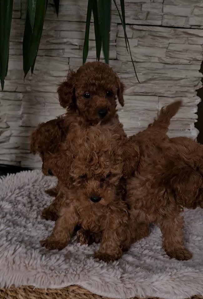 Red toy poodles