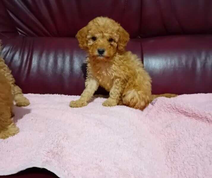 Maltipoo puppies
