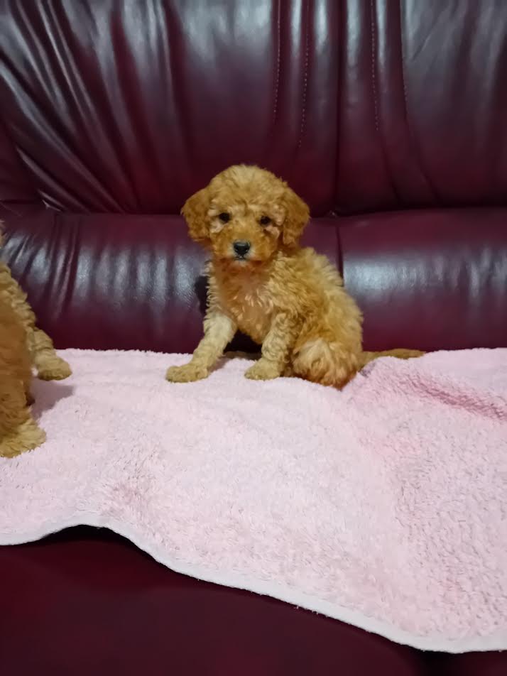 Maltipoo puppies