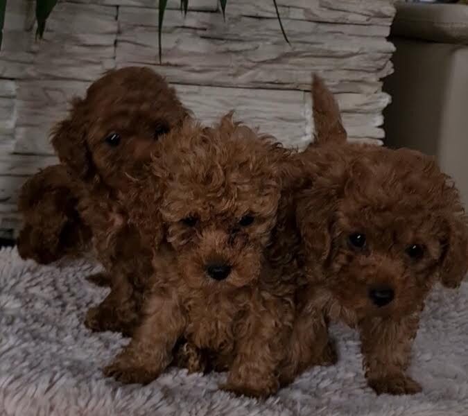 Red toy poodles