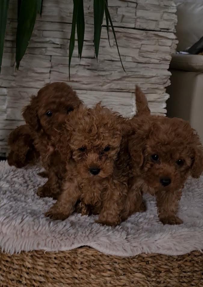 Red toy poodles