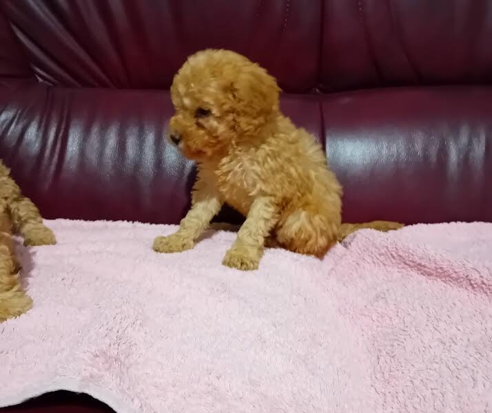 Maltipoo puppies