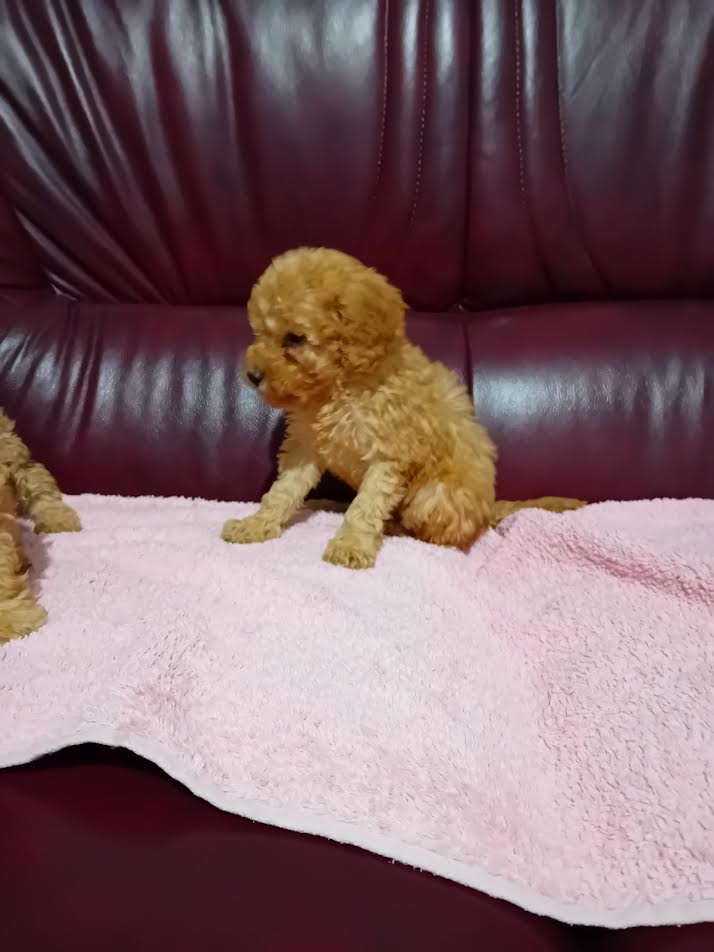 Maltipoo puppies