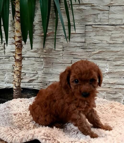 Red toy poodles