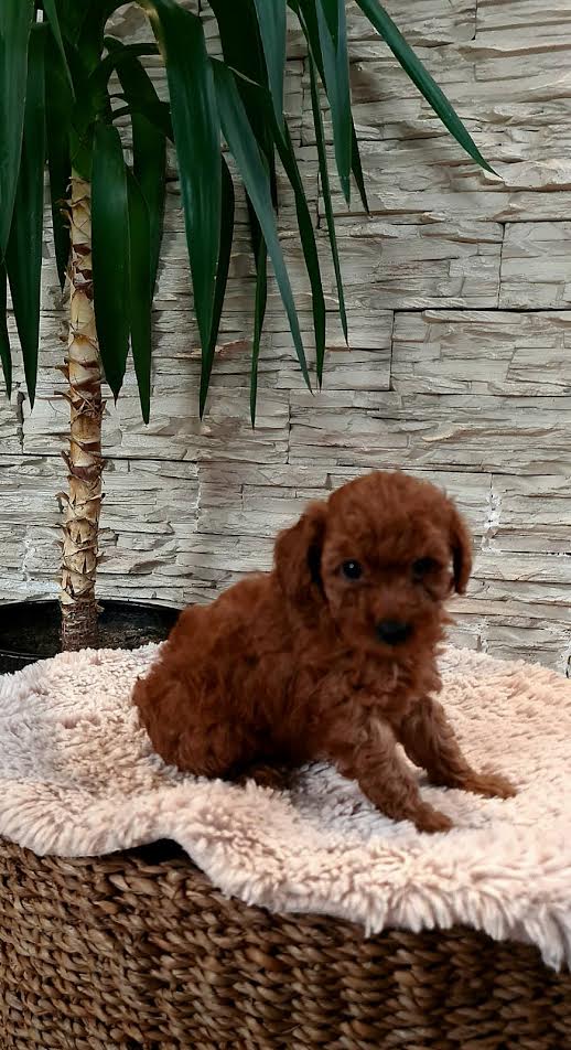 Red toy poodles
