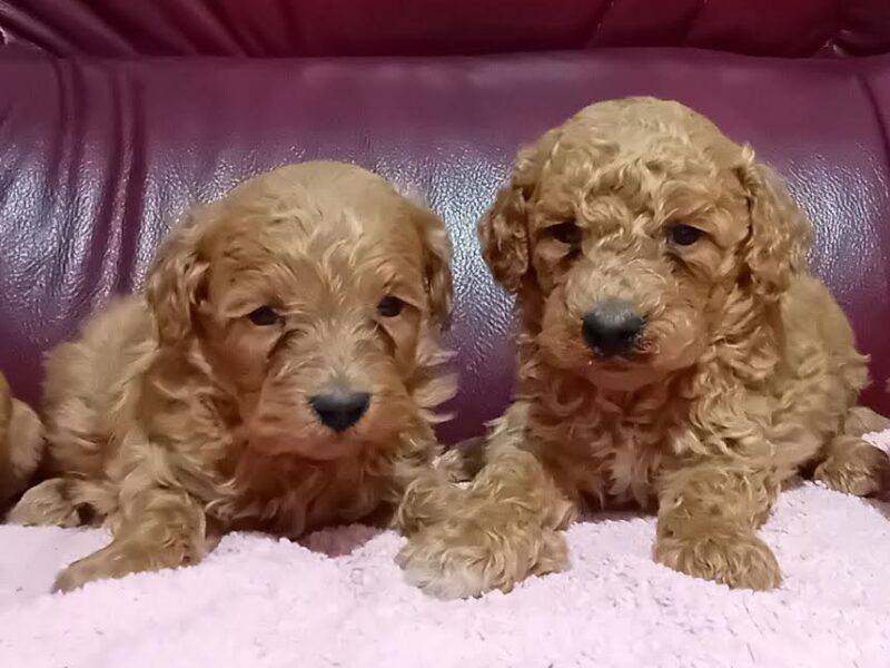 Maltipoo puppies