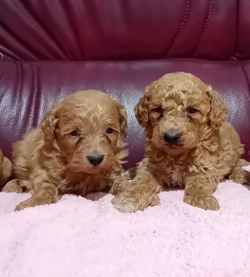 Maltipoo puppies