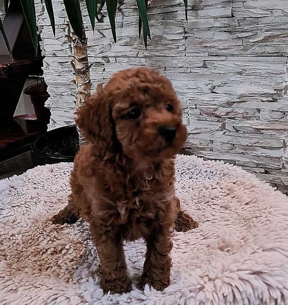 Red toy poodles