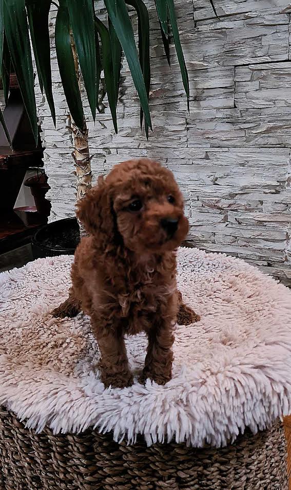 Red toy poodles