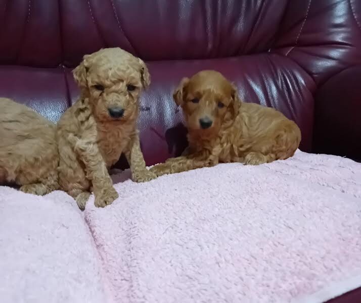 Maltipoo puppies
