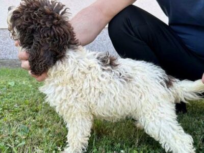 Lagotto Romagnolo, puppies available