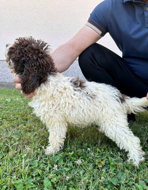 Lagotto Romagnolo, puppies available
