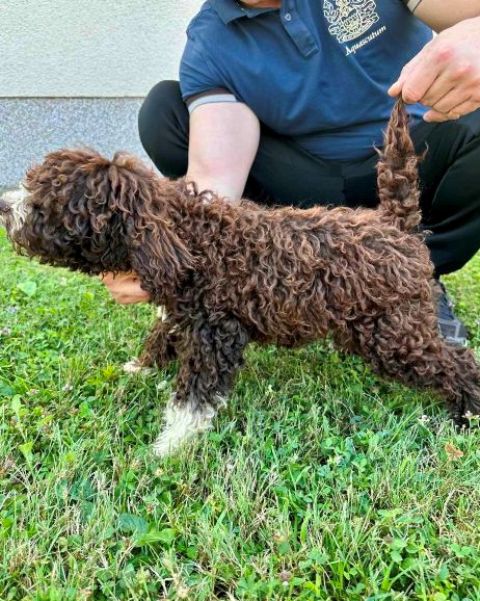 Lagotto Romagnolo, puppies available