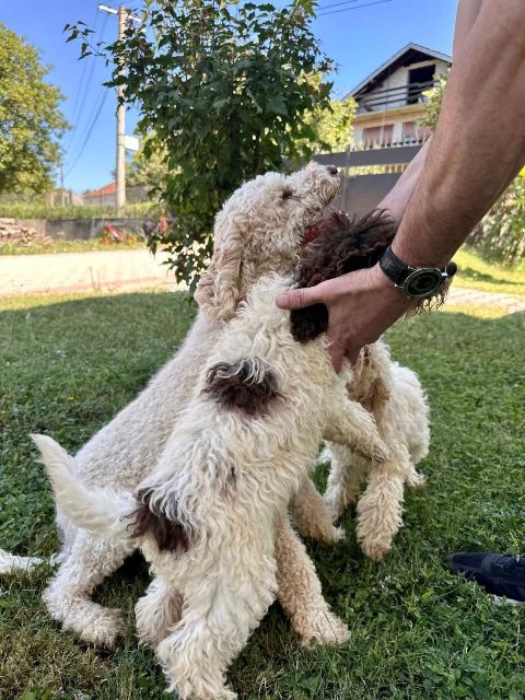 Lagotto Romagnolo, puppies available