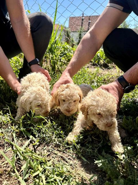Lagotto Romagnolo, puppies available