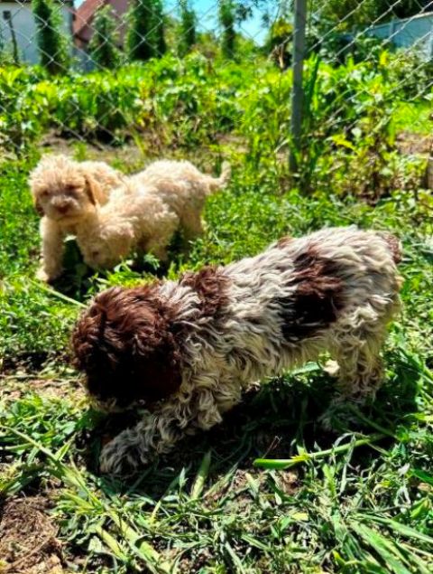 Lagotto Romagnolo, puppies available