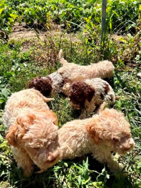 Lagotto Romagnolo, puppies available