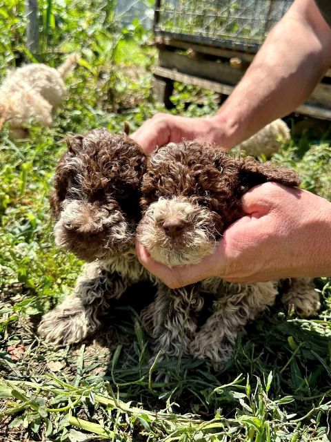 Lagotto Romagnolo, puppies available